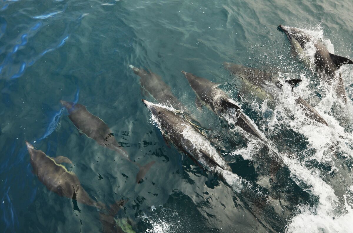 A pod of more than 500 common dolphins swim off Newport Beach on Thursday.