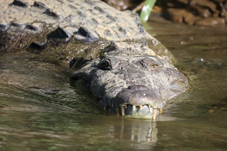 American crocodile floating in a river in Costa Rica