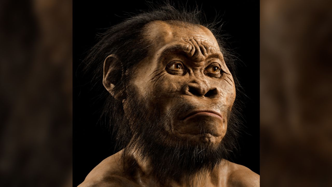 A reconstruction of the head of Homo naledi by paleoartist John Gurche, who spent some 700 hours recreating the head from bone scans.  The discovery was announced by the University of the Witwatersrand, the National Geographic Society and the South African National Research Foundation and published in the journal eLife.  Photo by Mark Thiessen/National Geographic
