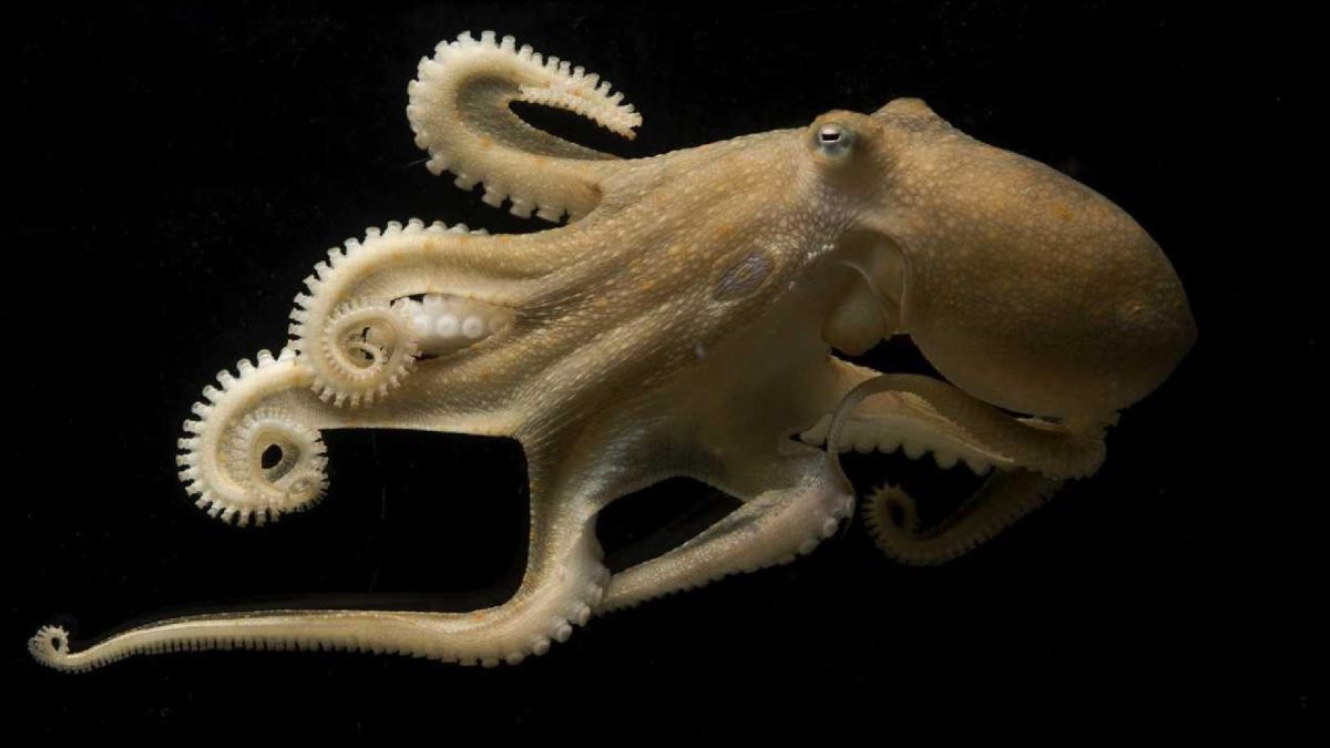 Octopuses 'rewire' their brains to adapt to different ocean temperatures